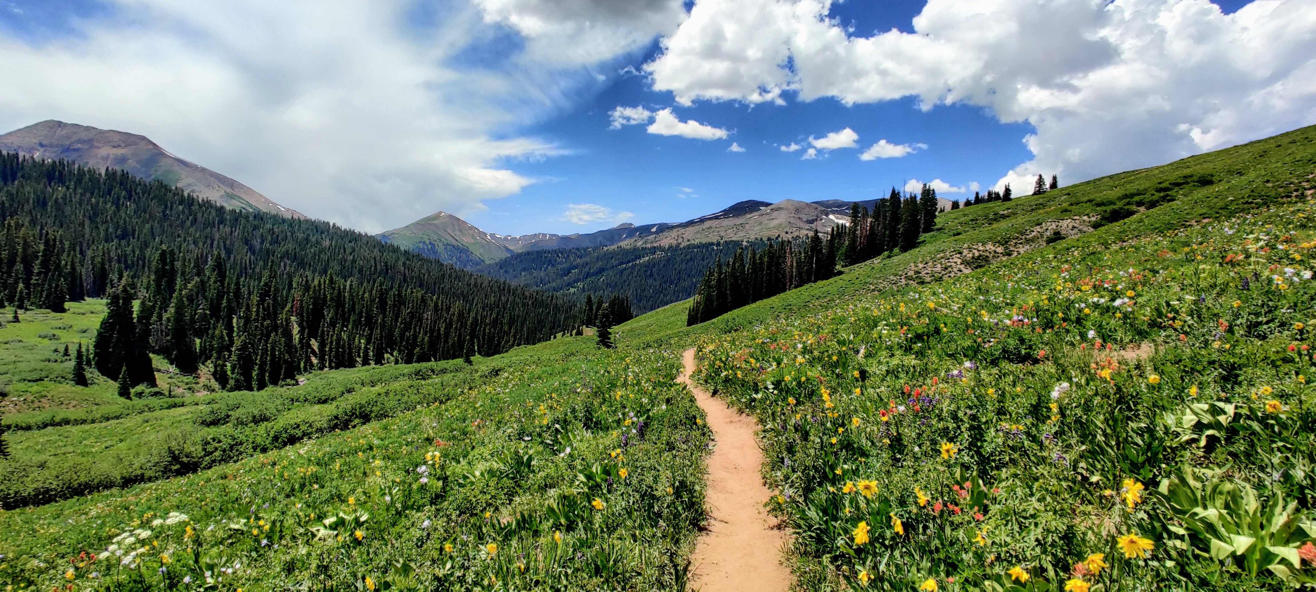 hiking trail through wildflowers and mountains